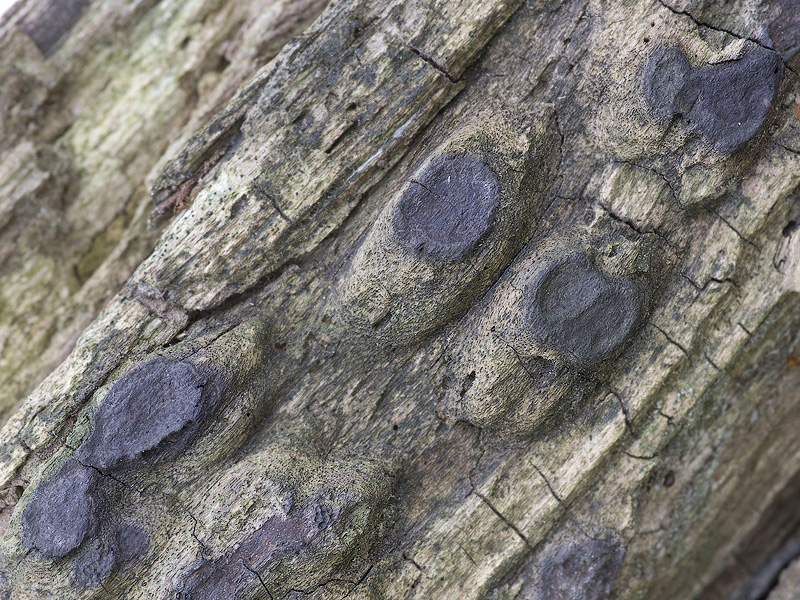 Lopadostoma pouzarii